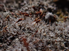 Pterygoneurum ovatum