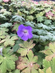 Geranium