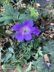 Geranium