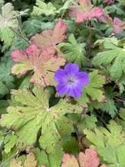 Geranium