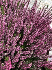 Calluna