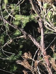 Acacia oncinophylla