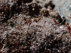 Pterygoneurum ovatum