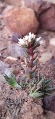 Crassula alpestris