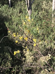 Acacia oncinophylla