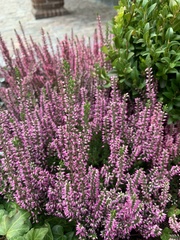 Calluna