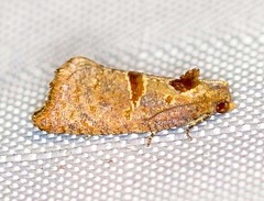 Glyphidoptera insignana