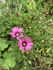 Asteraceae