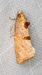 Glyphidoptera insignana