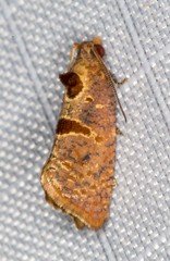 Glyphidoptera insignana