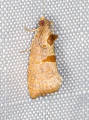 Glyphidoptera insignana