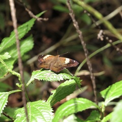 Netrocoryne repanda