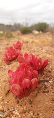 Hyobanche sanguinea