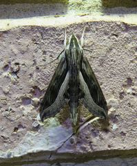 Hippotion velox