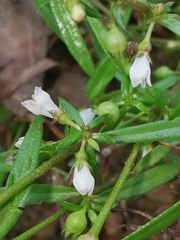 Scleromitrion diffusum