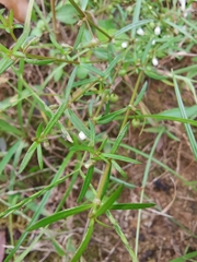 Scleromitrion diffusum