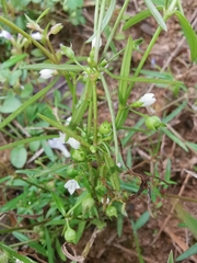 Scleromitrion diffusum