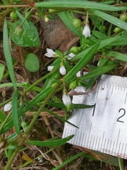 Scleromitrion diffusum