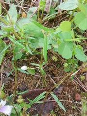 Scleromitrion diffusum