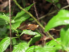Netrocoryne repanda