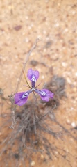 Moraea cuspidata