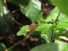 Netrocoryne repanda