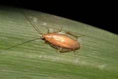 Megamareta pallidiola