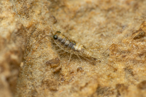 Italian Sea Slater, photo 10 of 10