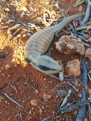Tiliqua multifasciata