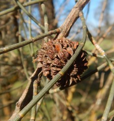 Allocasuarina luehmannii