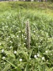 Alopecurus pratensis