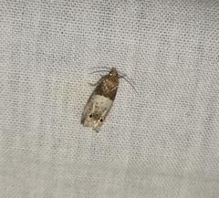 Notocelia rosaecolana