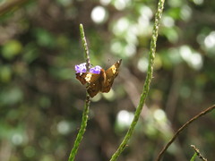 Netrocoryne repanda