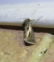 Thysanoplusia lectula