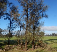 Allocasuarina luehmannii