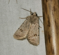 Caradrina kadenii