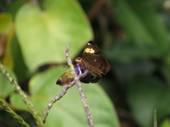 Netrocoryne repanda