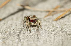 Habronattus pyrrithrix