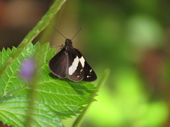 Notocrypta waigensis