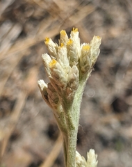 Pseudognaphalium thermale