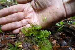 Sciadocladus menziesii