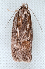 Acantholena siccella