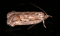 Acantholena siccella