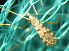 Erioptera asiatica