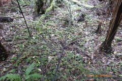 Sciadocladus menziesii