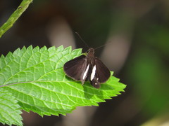 Notocrypta waigensis