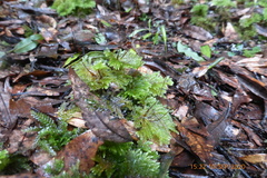 Sciadocladus menziesii