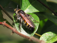 Radumeris radula