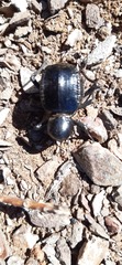 Moluris gibba