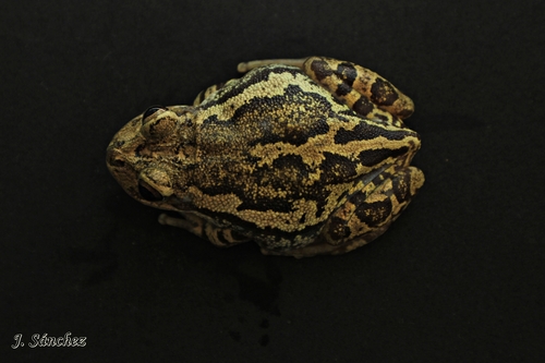 Upland Burrowing Tree Frog